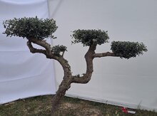 Zeytun Bonzai