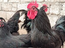 Avstralorp yumurtaları