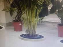 Dibçək
