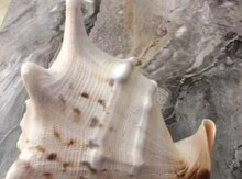Океаническая натуральная ракушка