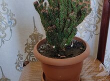 Kaktus 