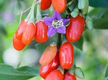 Goji berry kolu