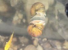 Sarı ampulyar akvarium ilbizləri