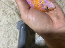 Akvarium balığı