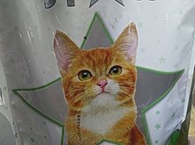 Pişik yemləri