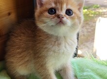 Британские котята