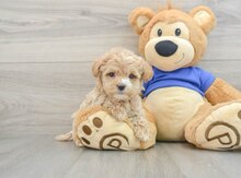 Maltipoo balası