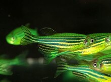 Yaşıl danio balıqları 