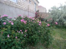 Qızılgül 
