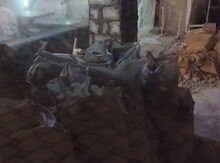 Söküntü işləri axtarıram