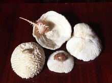 Balıqqulaqları