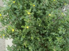 Tribulus, Çoban çökərtən, Dəmirtikanı bitkiləri