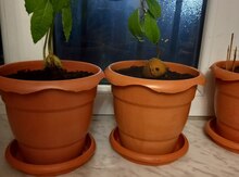 Avokado