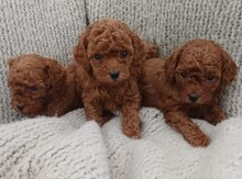 Toy Poodle