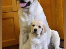 Labrador Retriver balası