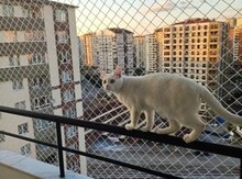 Pişik üçün təhlükəsizlik torları