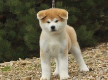Akita-inu balaları