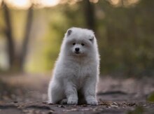 Samoyed