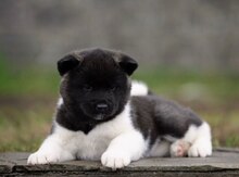 Amerikan Akita