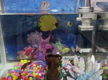 Akvarium və balıqlar