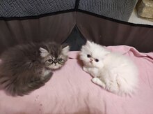 Pers pişiyi balaları