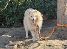 Samoyed (cütləşdirmək üçün)