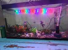 Akvarium və balıqlar