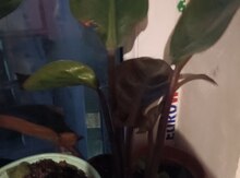 Filodendron