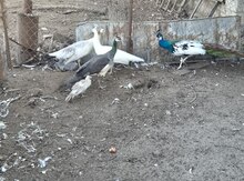 Tovuz quşu