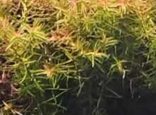 Akvarium bitkiləri