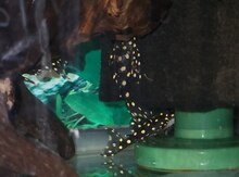 Hypancistrus L201