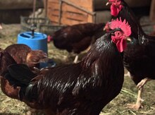 Rhod İsland Red cücəsi və yumurtası