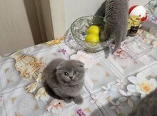 Şotland pişikləri