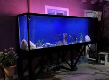 Akvarium balıq
