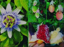 Passiflora