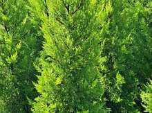 Limon ağacı