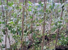 Hedera sarmaşığı
