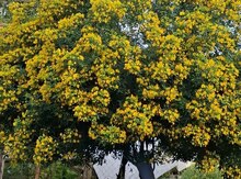 Senna gül ağacı