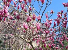 Magnoliya soulangeana