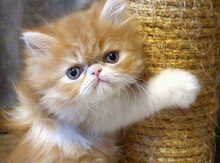 Персидские котята
