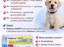 Nobivac DHPPi