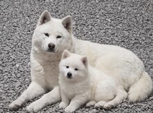 Akita-inu 