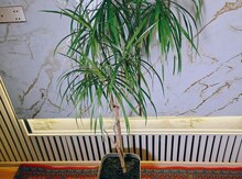 Dracaena marginata