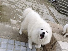 Samoyed