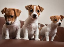 Jack russell terrier