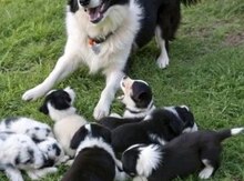 Border Collie