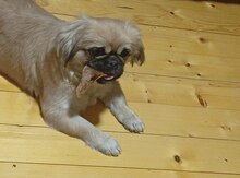 Pekines balası
