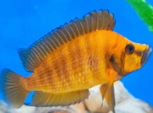 Calvus Gold balığı