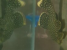 L177 baryancistrus balığı