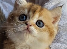 Британские шиншиллы